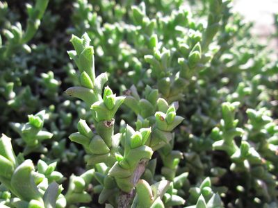 Ruschia depressa, photographed by Samuel Brown