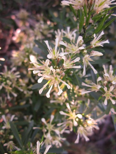 Heliophila florulenta, photographed by Samuel Brown