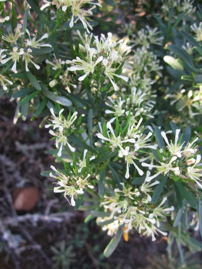 Heliophila florulenta, photographed by Samuel Brown