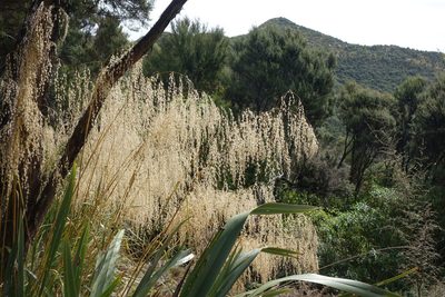 Chionochloa conspicua, photographed by John Barkla
