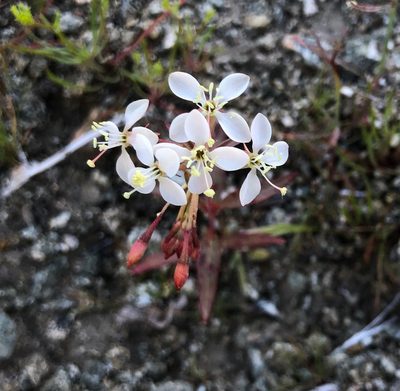 Eremothera refracta, photographed by desertnaturalist