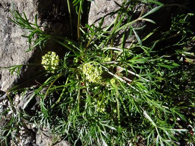 Azorella trifoliolata