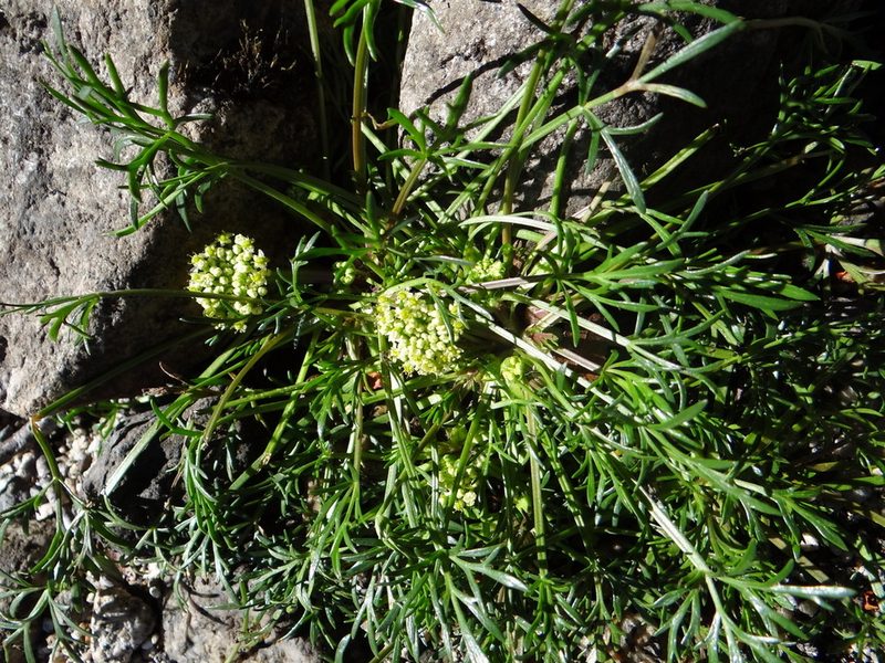 Azorella trifoliolata, photographed by Guillermo Debandi