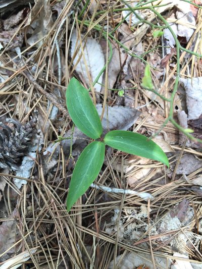 Trillium persistens, photographed by Jacob Malcom