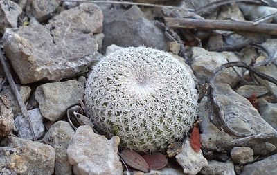 Epithelantha potosina, photographed by Pedro Nájera Quezada