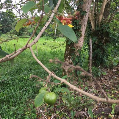 Gmelina arborea, photographed by tlaloc27