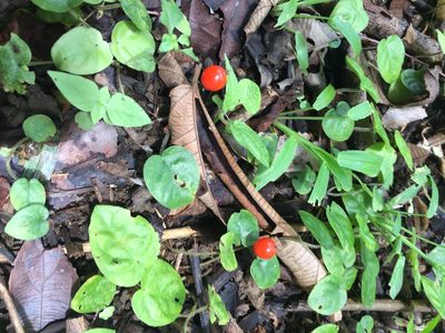 Geophila repens, photographed by tlaloc27