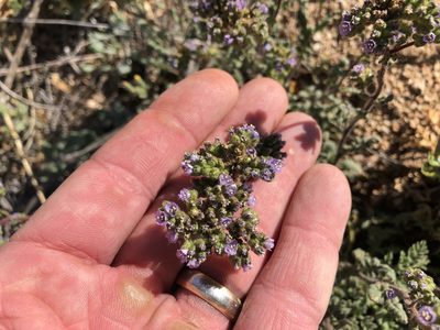 Phacelia coerulea, photographed by CK2AZ