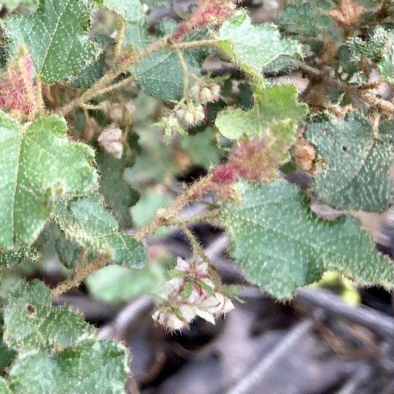 Thomasia foliosa, photographed by pimelea