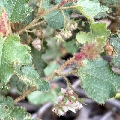 Thomasia foliosa, photographed by pimelea