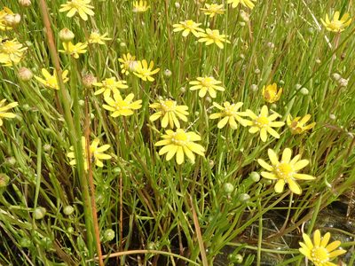 Blennosperma bakeri, photographed by joergmlpts