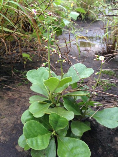 Amphipetalum paraguayense, photographed by Étienne Lacroix-Carignan
