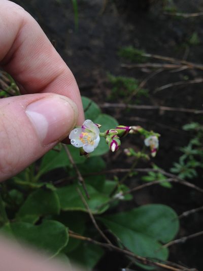 Amphipetalum paraguayense, photographed by Étienne Lacroix-Carignan