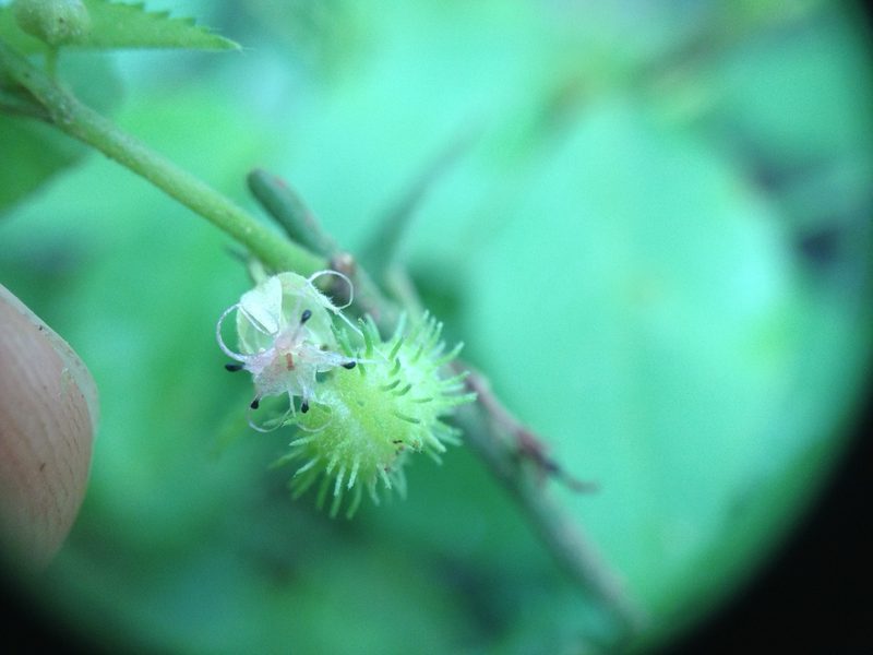 Ayenia odonellii, photographed by Étienne Lacroix-Carignan