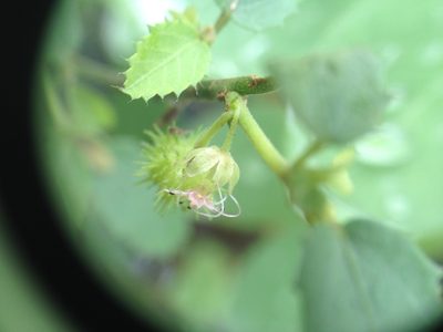 Ayenia odonellii, photographed by Étienne Lacroix-Carignan