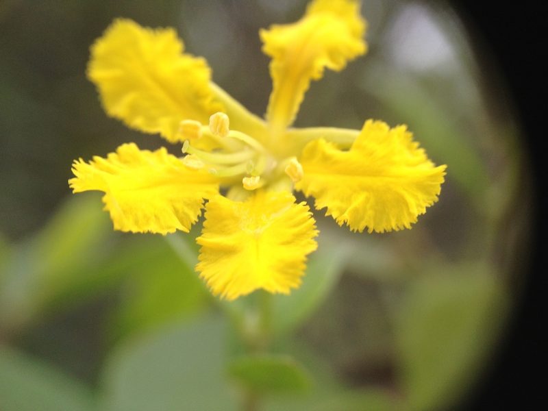Mionandra argentea, photographed by Étienne Lacroix-Carignan