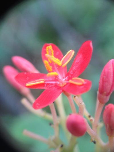 Jatropha grossidentata, photographed by Étienne Lacroix-Carignan