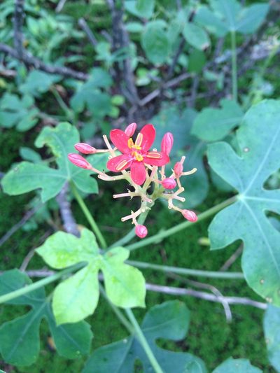 Jatropha grossidentata, photographed by Étienne Lacroix-Carignan