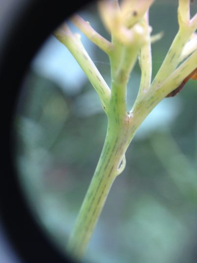 Jatropha grossidentata, photographed by Étienne Lacroix-Carignan