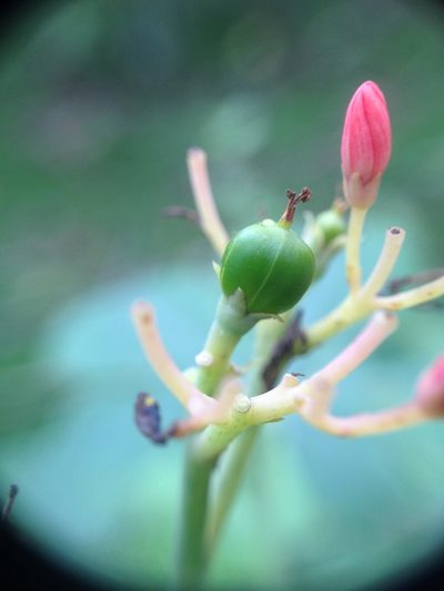 Jatropha grossidentata, photographed by Étienne Lacroix-Carignan