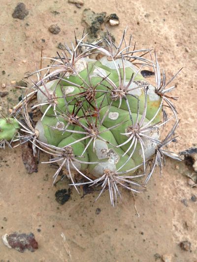 Gymnocalycium pflanzii, photographed by Étienne Lacroix-Carignan