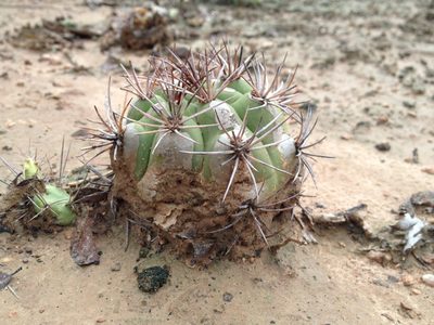 Gymnocalycium pflanzii, photographed by Étienne Lacroix-Carignan