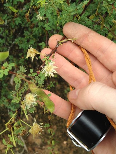 Mimosa castanoclada, photographed by Étienne Lacroix-Carignan