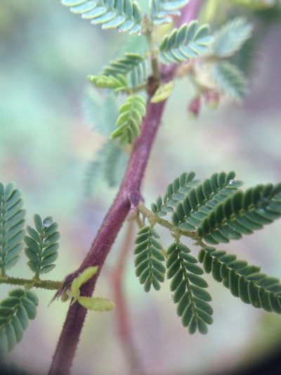 Mimosa castanoclada, photographed by Étienne Lacroix-Carignan