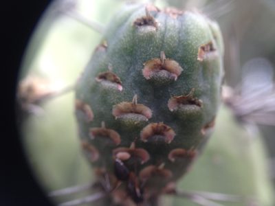 Stetsonia coryne, photographed by Étienne Lacroix-Carignan