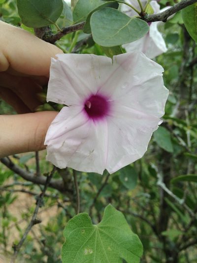 Ipomoea bonariensis, photographed by Étienne Lacroix-Carignan