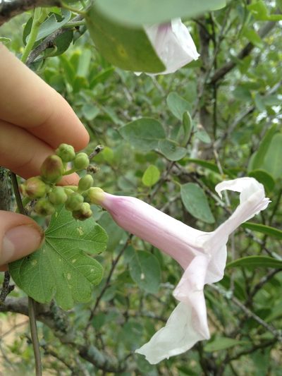 Ipomoea bonariensis, photographed by Étienne Lacroix-Carignan