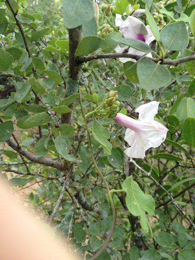 Ipomoea bonariensis, photographed by Étienne Lacroix-Carignan