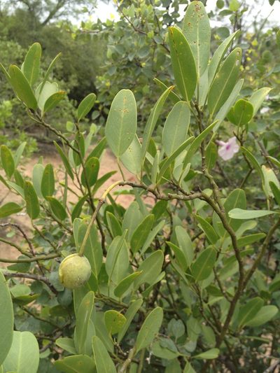 Morisonia speciosa, photographed by Étienne Lacroix-Carignan