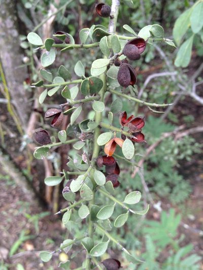 Maytenus spinosa, photographed by Étienne Lacroix-Carignan