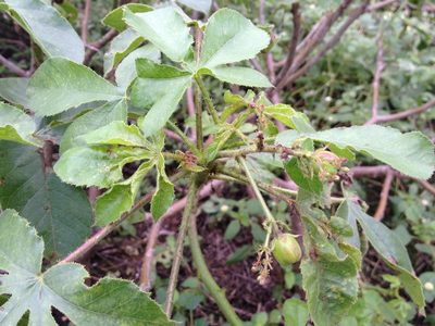 Jatropha hippocastanifolia, photographed by Étienne Lacroix-Carignan