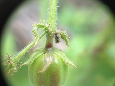 Jatropha hippocastanifolia, photographed by Étienne Lacroix-Carignan