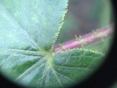 Jatropha hippocastanifolia, photographed by Étienne Lacroix-Carignan