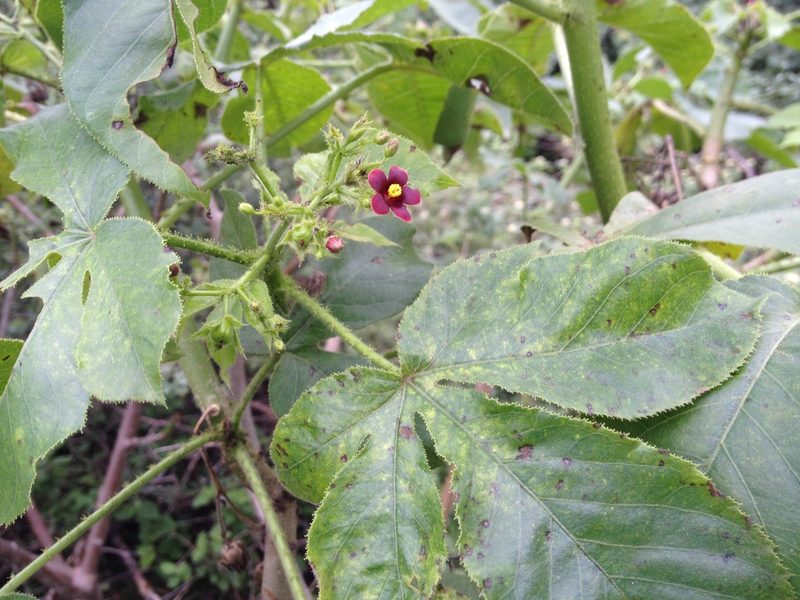 Jatropha hippocastanifolia, photographed by Étienne Lacroix-Carignan