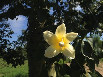 Ceiba chodatii, photographed by Étienne Lacroix-Carignan