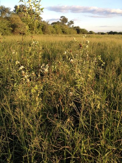 Hyptis lappacea, photographed by Étienne Lacroix-Carignan