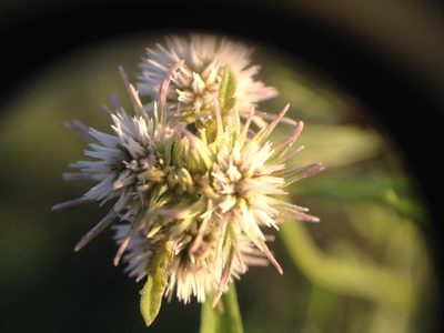 Hyptis lappacea, photographed by Étienne Lacroix-Carignan