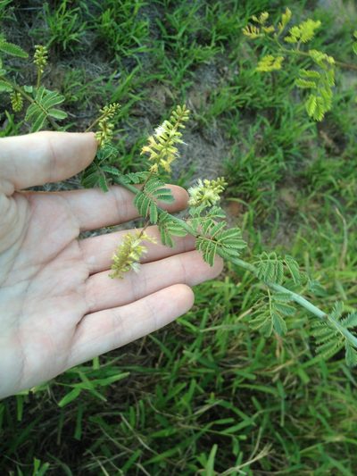 Senegalia emilioana, photographed by Étienne Lacroix-Carignan