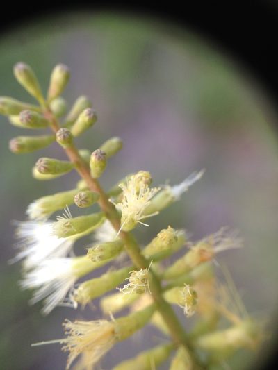 Senegalia emilioana, photographed by Étienne Lacroix-Carignan