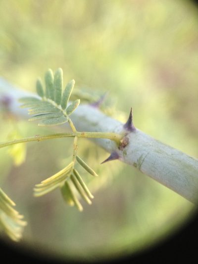 Senegalia emilioana, photographed by Étienne Lacroix-Carignan