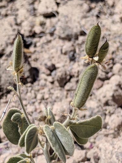 Senna pilosior, photographed by Alison Northup