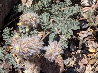 Dalea neomexicana, photographed by Alison Northup