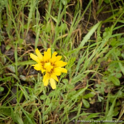 Microseris sylvatica, photographed by Tim Messick