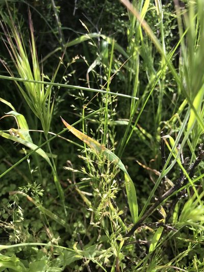 Poa thomasii, photographed by Sula Vanderplank