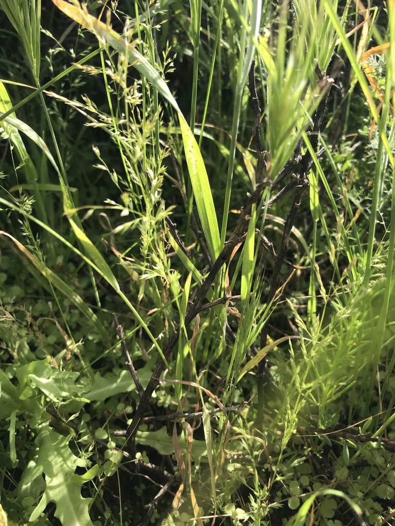 Poa thomasii, photographed by Sula Vanderplank