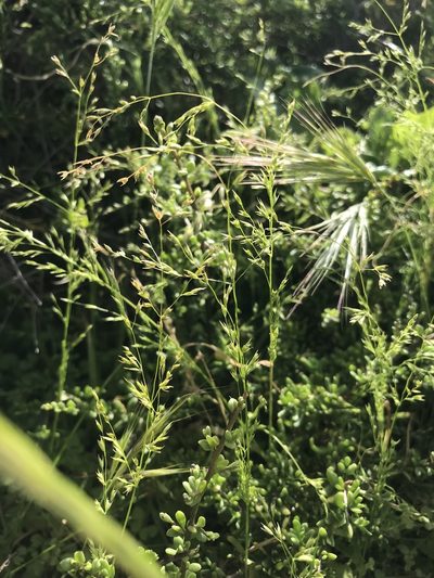 Poa thomasii, photographed by Sula Vanderplank